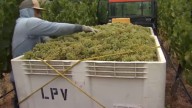 Grape harvest in Livermore’s wine country underway