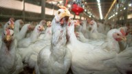 ¿Qué países restringen las importaciones de pollo brasileño por la gripe aviar?