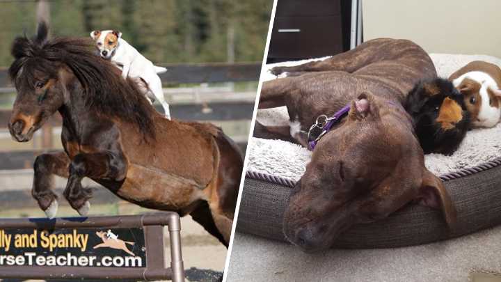 Odd Couples: These Unlikely Animal Friendships Will Warm Your Heart