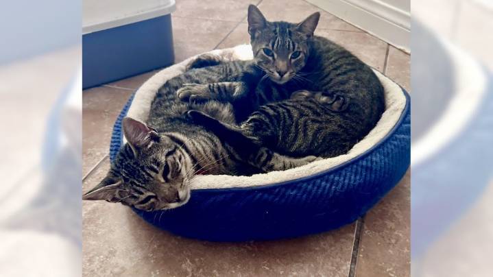 Tabby cats Phoebe and Finn share a bond like few others