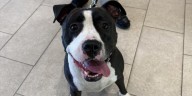 Owners sought after dog left abandoned in Branford