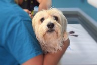 Ponce realizará feria de esterilización gratuita para mascotas