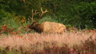 How many elk does Michigan have? DNR uses trail cameras to find them