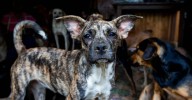 ¿Qué cambiaría para los dueños de mascotas si se aprueba la cédula animal en Colombia?