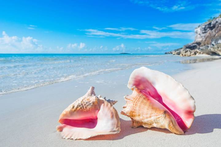 ¿Te llevás caracoles de la playa? Esta es la razón por la que no deberías hacerlo