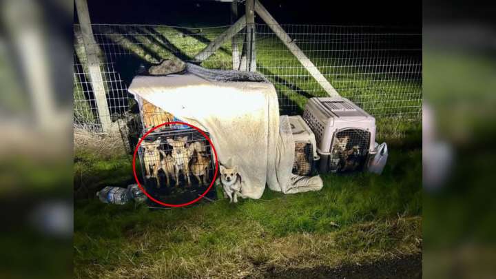 California Shelter Finds 27 Chihuahuas Stuffed Into Tight Crates And Left On The Roadside