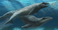 ‘Deceptively cute’ prehistoric whale species with 'slicing teeth' discovered in Australia