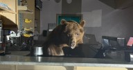 Sweet-toothed bear surprises deputies at South Lake Tahoe ice cream shop