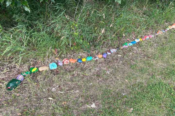 Sylvan Lake residents can now vote to name the community rock snake