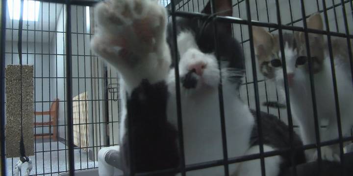 New details released on illness impacting cats at Central Nebraska Humane Society