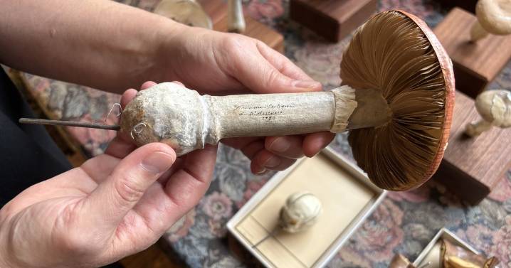 Philly museum preserves 19th-century mushroom models