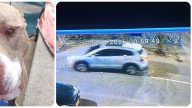 Violento atraco en Bogotá: les robaron la camioneta y adentro estaba su mascota. Esta es la historia