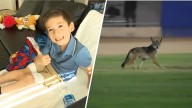 6-year-old boy recounts coyote attack at Carson playground