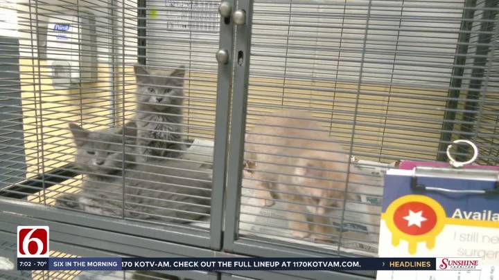 Tulsa Animal Services at full capacity, urges community to step up