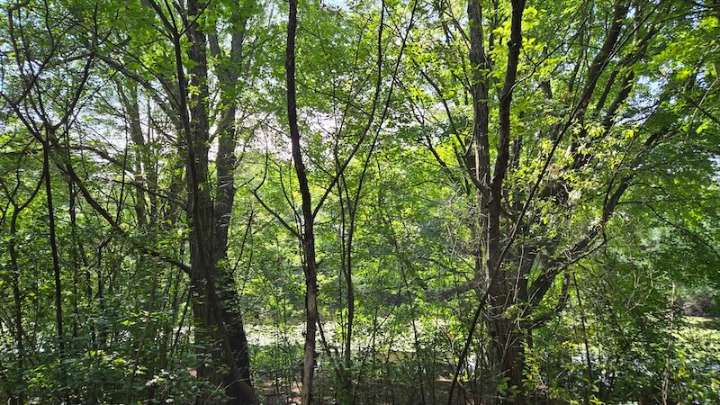 Residents Walk Around Walker Pond, Meeting on Aug. 14 Will Gather Input on Future of Site