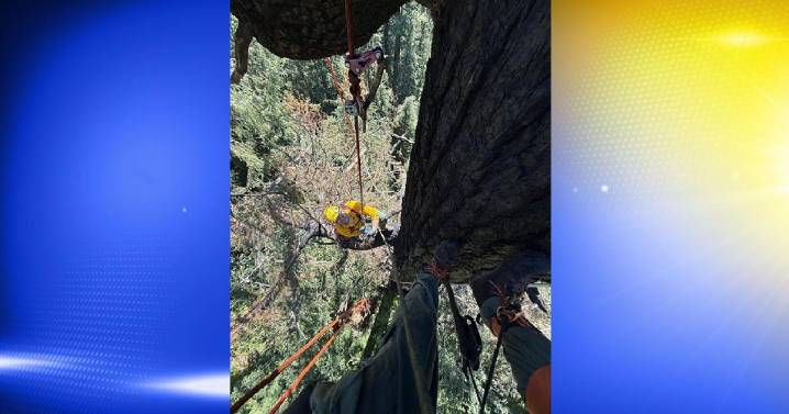 North Bend's ancient Doerner Fir tree fire under control