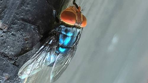 What to know about New World screwworm after human case detected