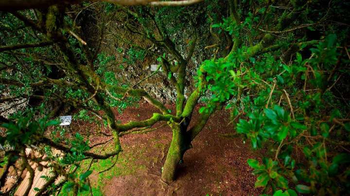 El árbol que “llora” agua: el secreto mejor guardado de España