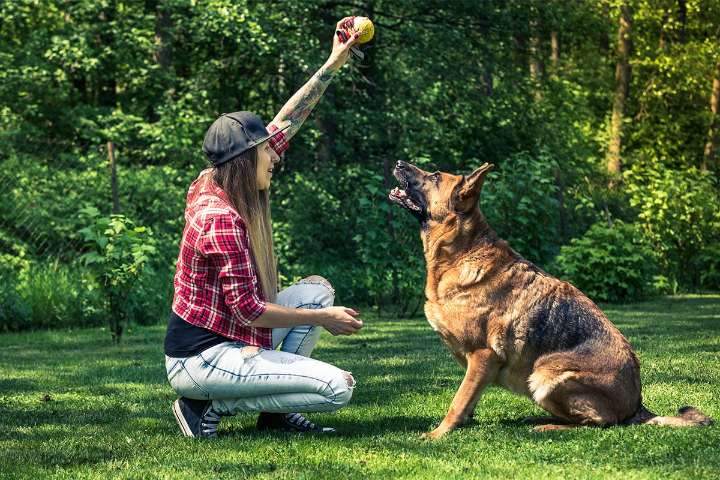 13 Enthusiastic Dog Breeds Who Need A Challenge Daily