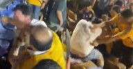Tigres se arriesga a veto tras campal en la tribuna