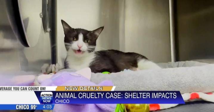 Chico Animal Shelter seeks help after rescuing 32 cats and 3 dogs