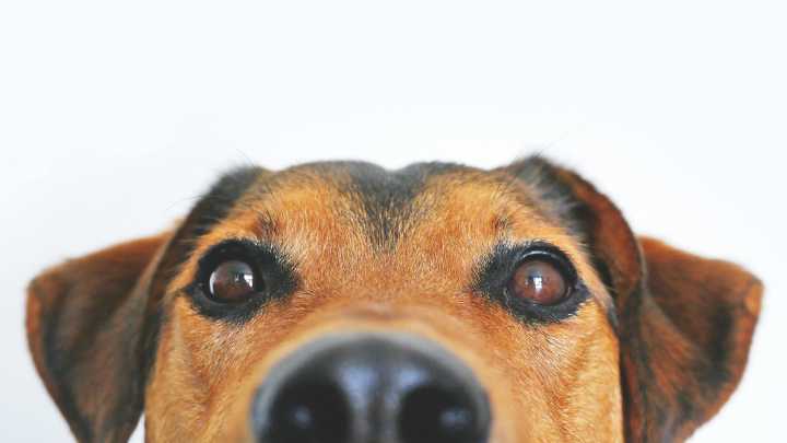 Animal Samaritans to host DOGust birthday bash with bingo