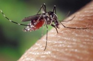 West Nile Detected In PA; Here’s Where West Nile Mosquito Spraying Is Scheduled In Lebanon