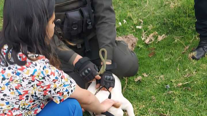 Perro que atacó a personas en Sogamoso quedó a cargo del Centro de Protección Animal #Tolditos7días