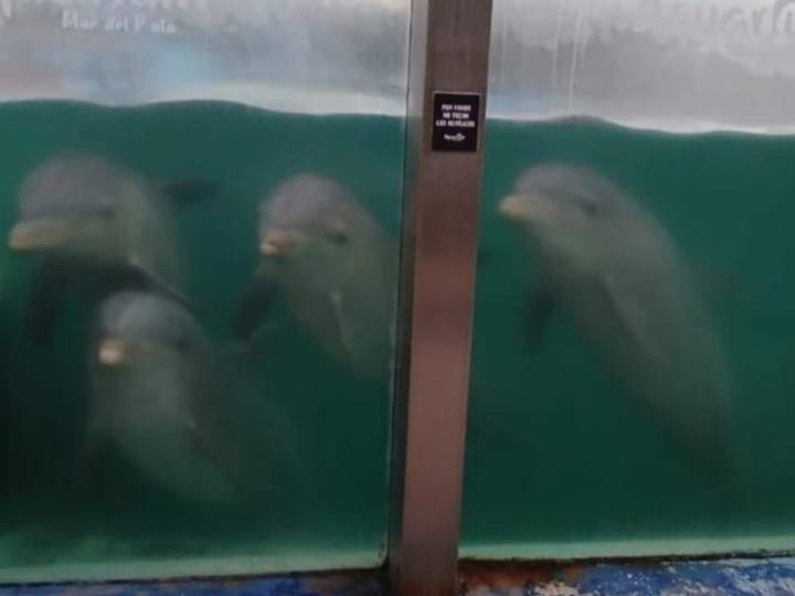 Mar del Plata: denuncian abandono de animales en el ex Aquarium, cerrado hace cinco meses