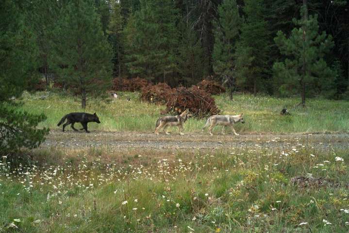 Wolf Removed From NE Washington’s Sherman Pack