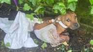 New York Rescuers Were Heartbroken To Discover A Crying, Wounded Dog Tied Up And Left Behind