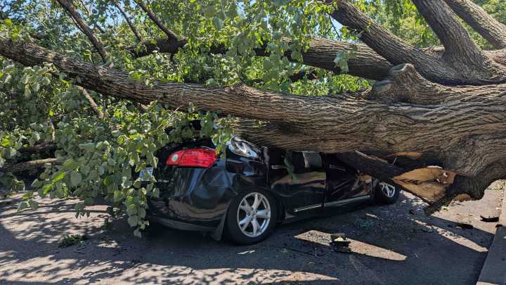 Who pays for fallen tree damage in Vermont?