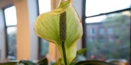 La planta que vale oro por todos los beneficios que tiene para la salud
