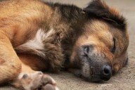 Temor en Tres Cerritos: Habrían envenenado a seis perros