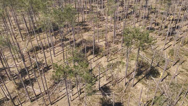 Despite $40M in damage, ice storm presents opportunity for Michigan foresters