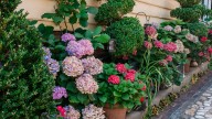 The Underrated Hydrangea Variety That Thrives In Small Yards And Clay Soil
