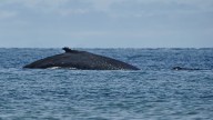 Conozca las características para un buen avistamiento de ballenas, ¿ya vivió esta magia?