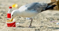 Boozed-up Brit seagulls are necking leftover pints and picking fights with binmen