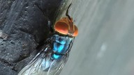 Maryland resident is diagnosed with New World screwworm. What to know about the parasite