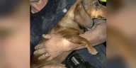 Stuck dog rescued by Douglas County volunteer firefighters