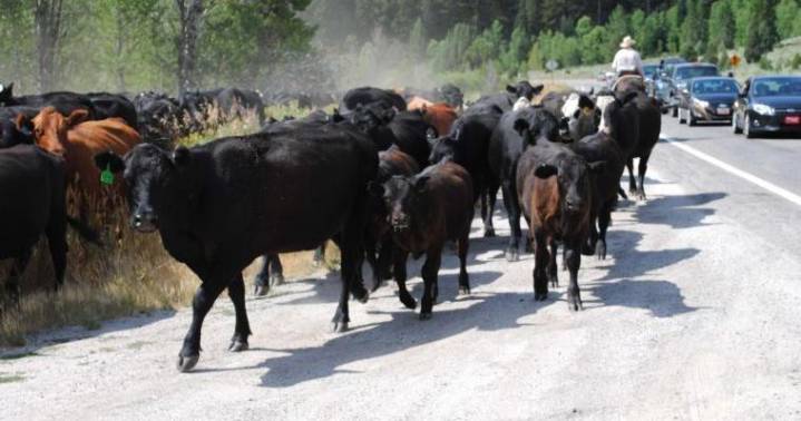 Motorists advised of delays in Logan Canyon due to cattle drive