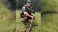 Deputy wrangles gator spotted near Florida school