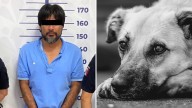 Perrita "Kia" Muere al Salvar a su Dueña de Intento de Feminicidio en Puebla