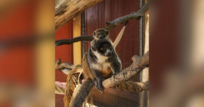 Central Coast Zoo welcomes Koba, its newest baby mongoose lemur