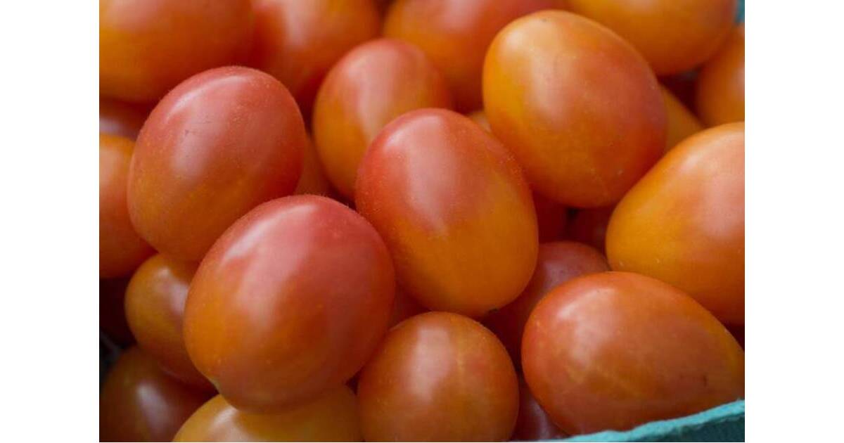 Born in Jersey, Bred for Flavor: Rutgers Reveals Sweet New Tomato