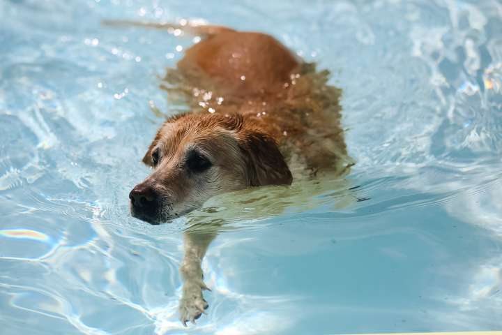 Moorhead Doggy Dip scheduled for Aug. 11