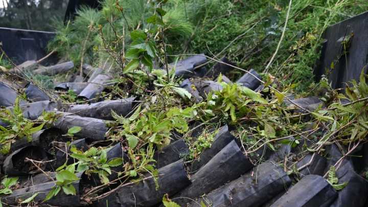 Reforestan Nicolás Romero con más de 17 mil árboles