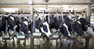 Cow manure just killed 6 workers on a dairy farm. It happens more than you’d think.