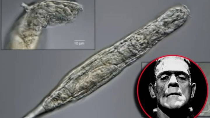 'Frankenstein' microscópico: el misterioso animal que sobrevive robando ADN hace millones de años