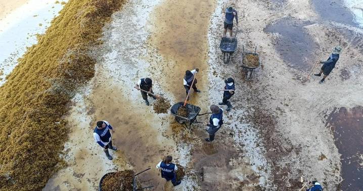Gobierno de Quintana Roo intensifica acciones contra el sargazo